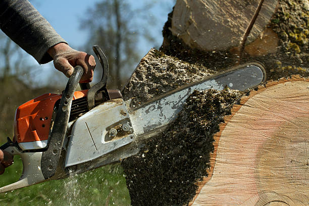 Large Tree Removal